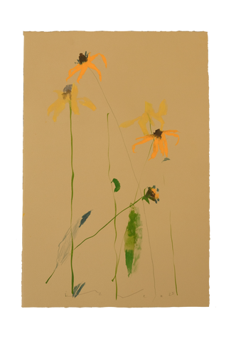 'Brown-Eyed Susan' No.10