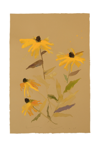 'Brown-Eyed Susan' No.12