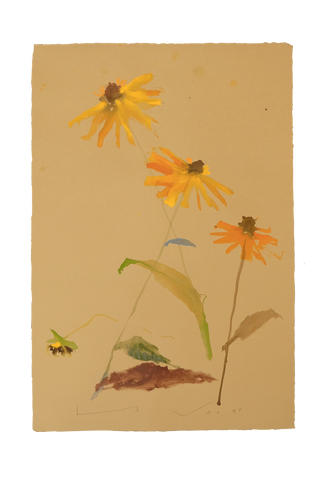 'Brown-Eyed Susan' No.13
