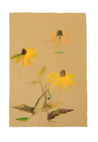 'Brown-Eyed Susan' No.14