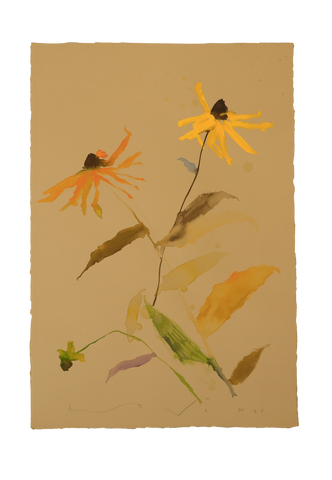 'Brown-Eyed Susan' No.15