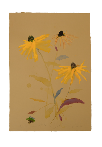 'Brown-Eyed Susan' No.16