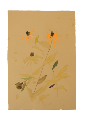 'Brown-Eyed Susan' No.17