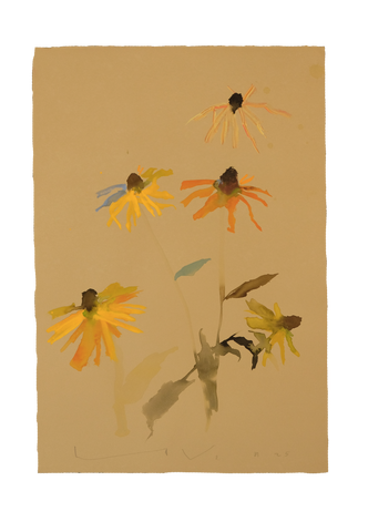 'Brown-Eyed Susan' No.18