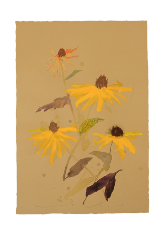 'Brown-Eyed Susan' No.19