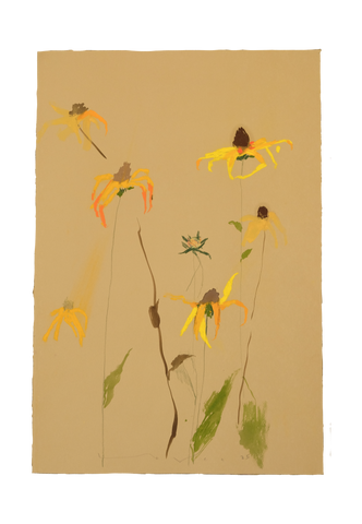 'Brown-Eyed Susan' No.1