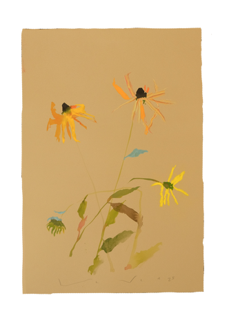 'Brown-Eyed Susan' No.20