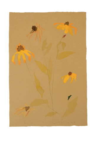 'Brown-Eyed Susan' No.21