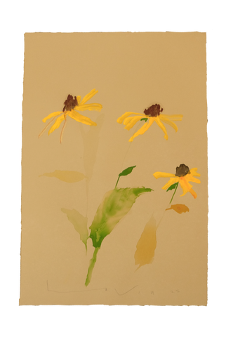 'Brown-Eyed Susan' No.2