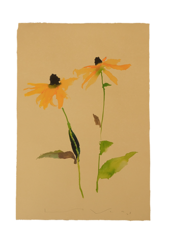 'Brown-Eyed Susan' No.5