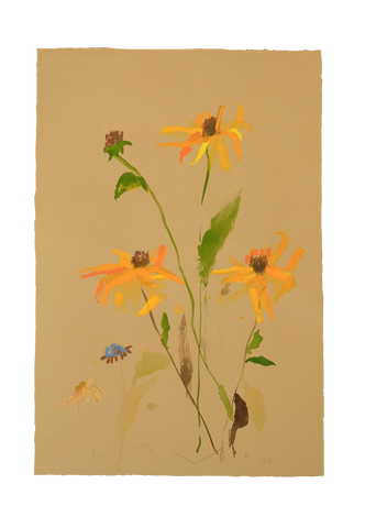 'Brown-Eyed Susan' No.7