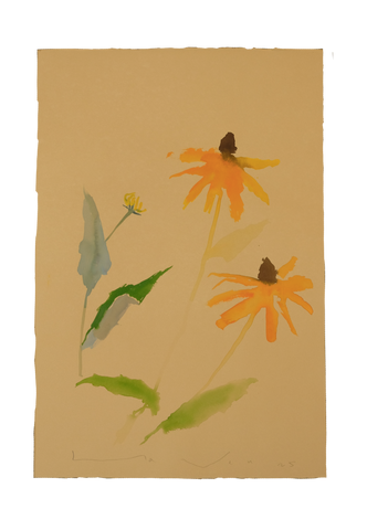 'Brown-Eyed Susan' No.9