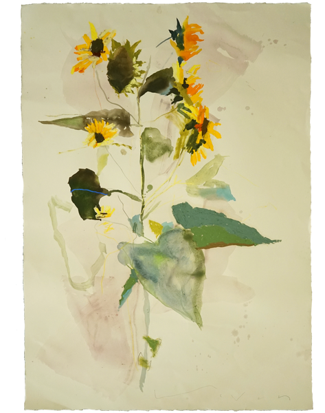 Sunflower No.3
