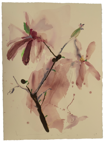 Tulip Magnolia No.11