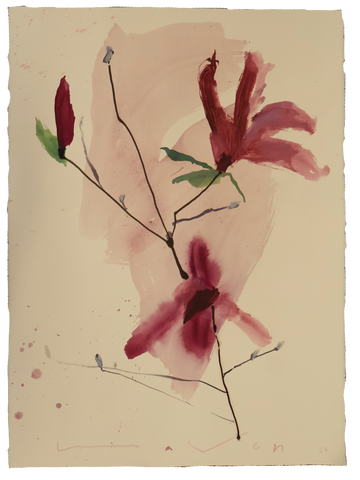 Tulip Magnolia No.12