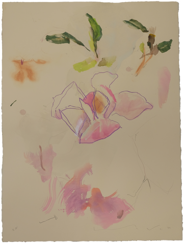 'Tulip Magnolia' Magnolia No.1