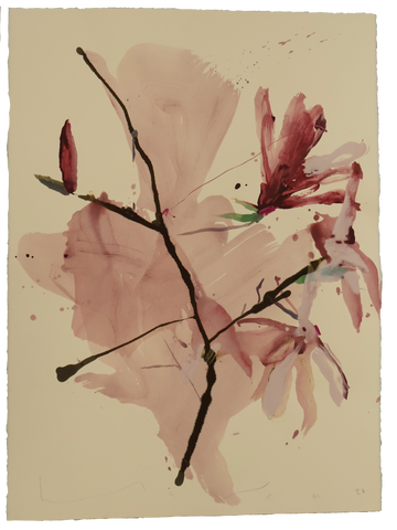 Tulip Magnolia No.1