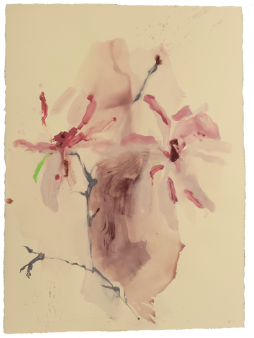 Tulip Magnolia No.2