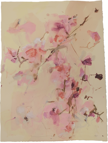 'Tulip Magnolia' Magnolia No.2