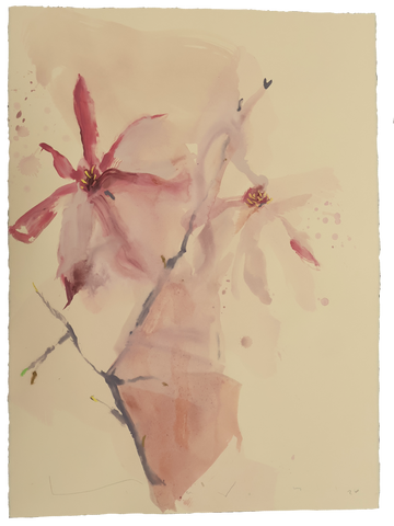 Tulip Magnolia No.3