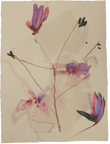 'Tulip Magnolia' Magnolia No.3