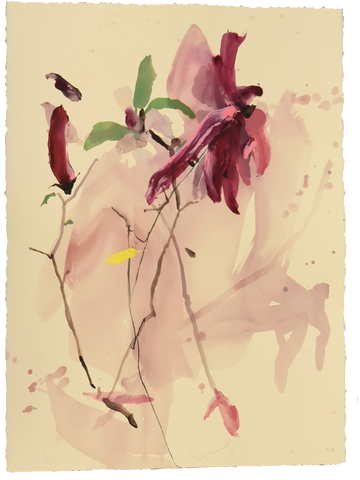 Tulip Magnolia No.4
