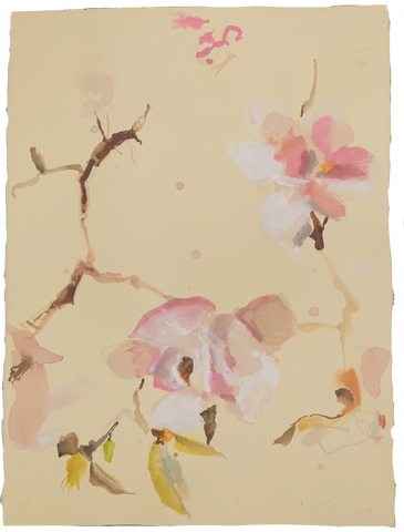 'Tulip Magnolia' Magnolia No.4