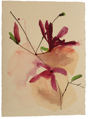 Tulip Magnolia No.5