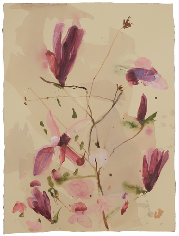 'Tulip Magnolia' Magnolia No.6