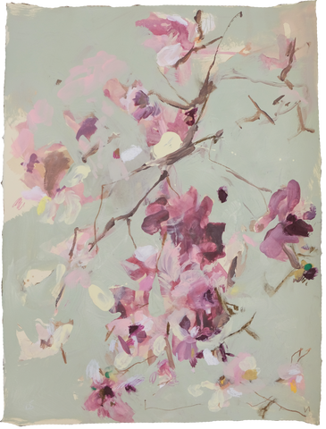 'Tulip Magnolia' Magnolia No.7