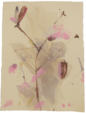 'Tulip Magnolia' No.8