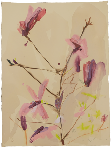 'Tulip Magnolia' Magnolia No.9