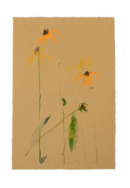 'Brown-Eyed Susan' No.10