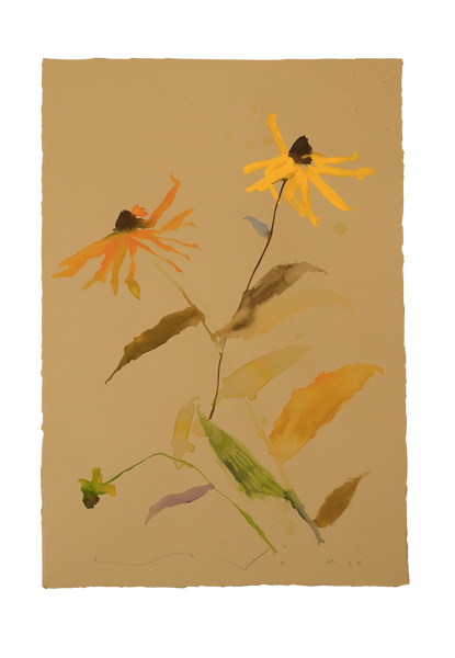 'Brown-Eyed Susan' No.15