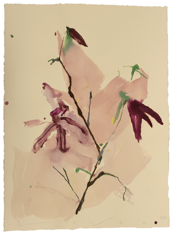 Tulip Magnolia No.10