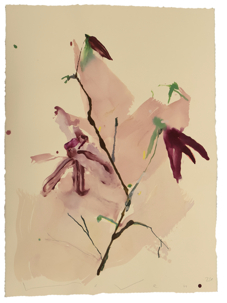 Tulip Magnolia No.10