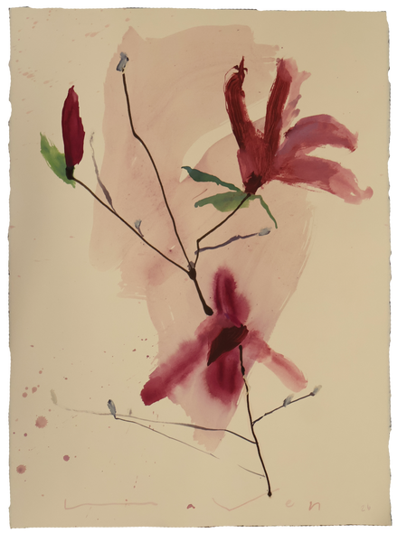 Tulip Magnolia No.12