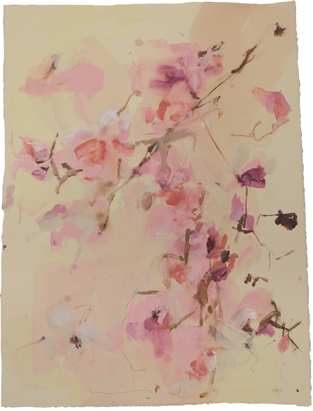 'Tulip Magnolia' Magnolia No.2