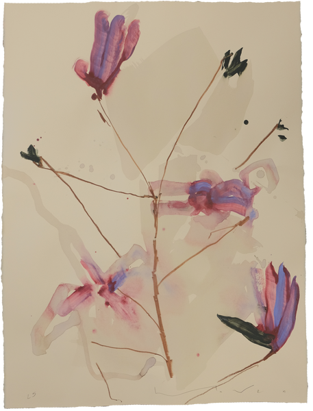 'Tulip Magnolia' Magnolia No.3