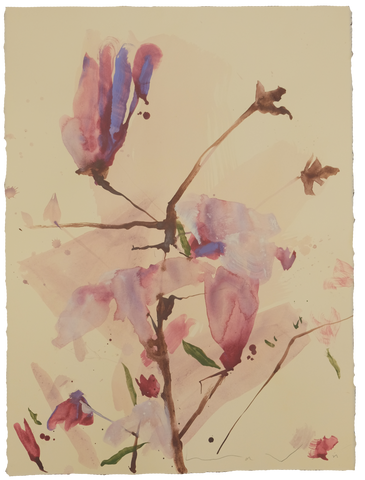 'Tulip Magnolia'  No.5