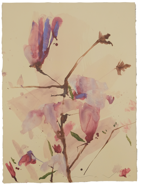'Tulip Magnolia'  No.5
