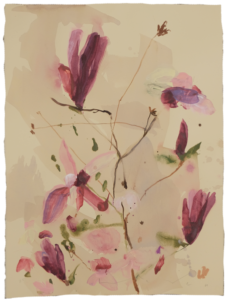 'Tulip Magnolia' Magnolia No.6