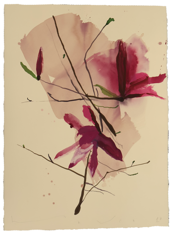 Tulip Magnolia No.6