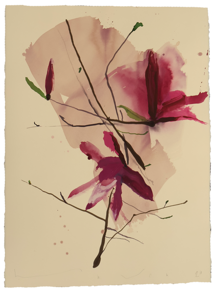 Tulip Magnolia No.6
