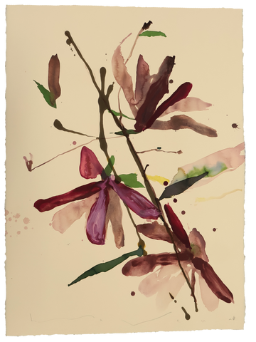 Tulip Magnolia No.8