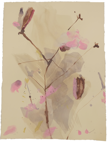 'Tulip Magnolia' No.8